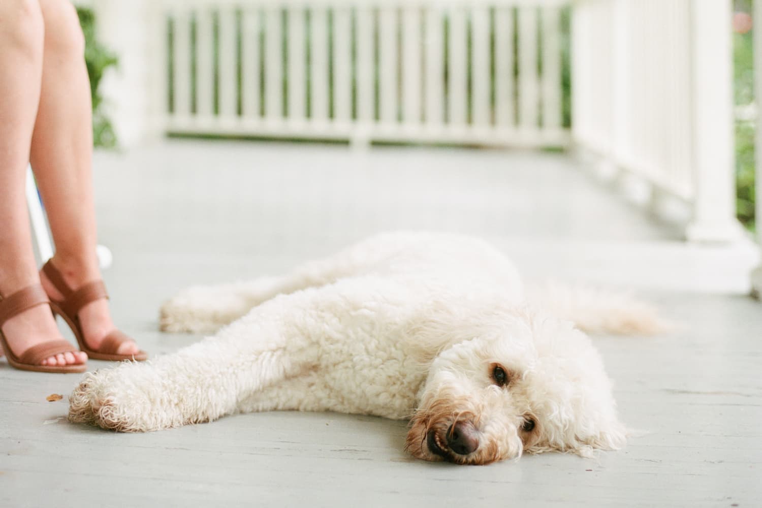 Pet Cooling Pad Sale Get This For Your Dog Apartment Therapy